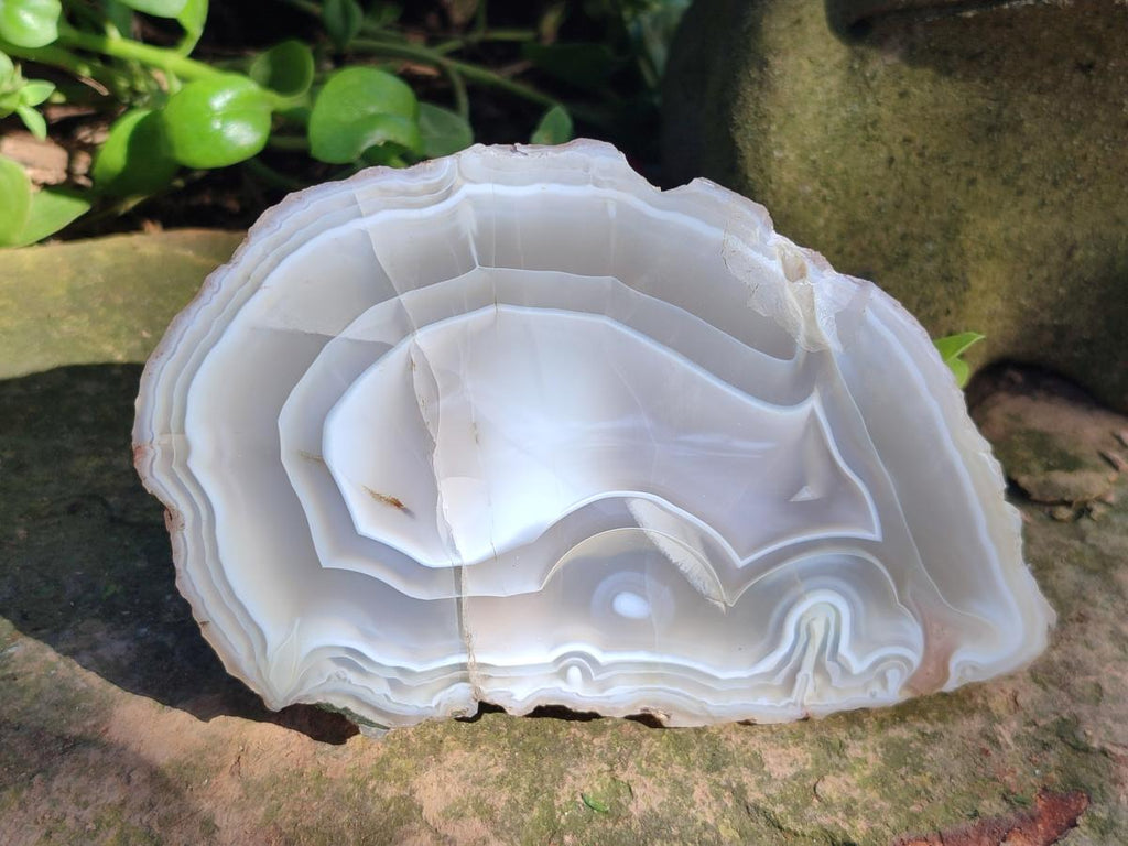 Polished One Side Banded Agate Nodules x 2 From Shashe River, Zimbabwe - Toprock Gemstones and Minerals 