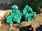 Natural Rare Malachite Pseudomorph Specimens with Inclusions x 12 From Kolwezi, Congo - Toprock Gemstones and Minerals 