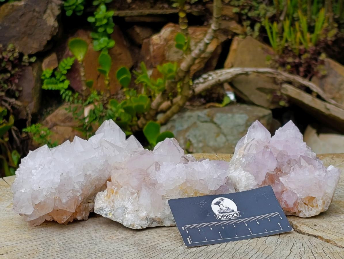 Natural Mixed Cactus Flower Spirit Quartz Clusters x 3 From Boekenhouthoek, South Africa - Toprock Gemstones and Minerals 