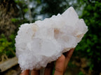 Natural Mixed Cactus Flower Spirit Quartz Clusters x 3 From Boekenhouthoek, South Africa - Toprock Gemstones and Minerals 