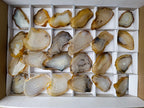 Polished Banded Agate Slices x 24 From Madagascar - Toprock Gemstones and Minerals 