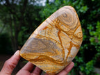 Polished Picture Stone Jasper Standing Display Pieces x 2 From Ais-Ais, Namibia - Toprock Gemstones and Minerals 