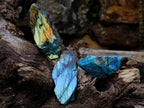 Polished On One Side Labradorite Slices x 24 From Madagascar - Toprock Gemstones and Minerals 