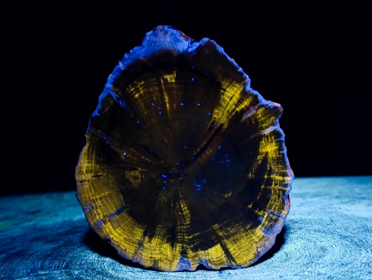 Polished Dadoxylon Petrified Wood Slices x 6 From Gokwe, Zimbabwe