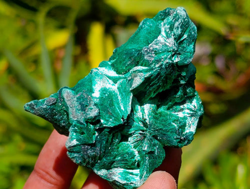 Natural Silky Malachite Specimens x 12 From Kasompe, Congo