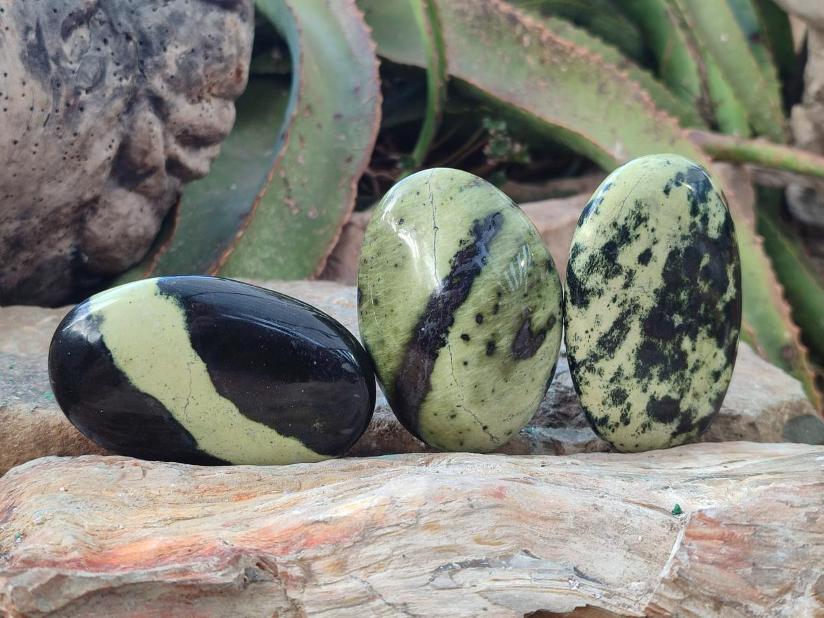 Polished Leopard Stone Free Forms x 9 From Zimbabwe - Toprock Gemstones and Minerals 