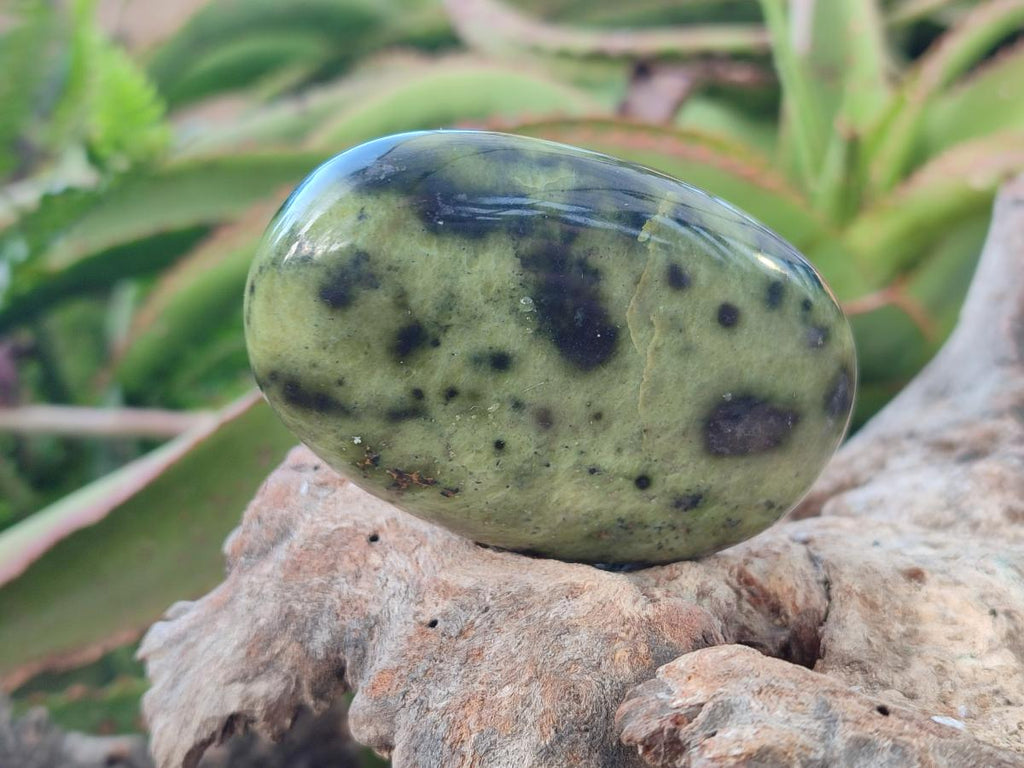 Polished Leopard Stone Free Forms x 9 From Zimbabwe - Toprock Gemstones and Minerals 