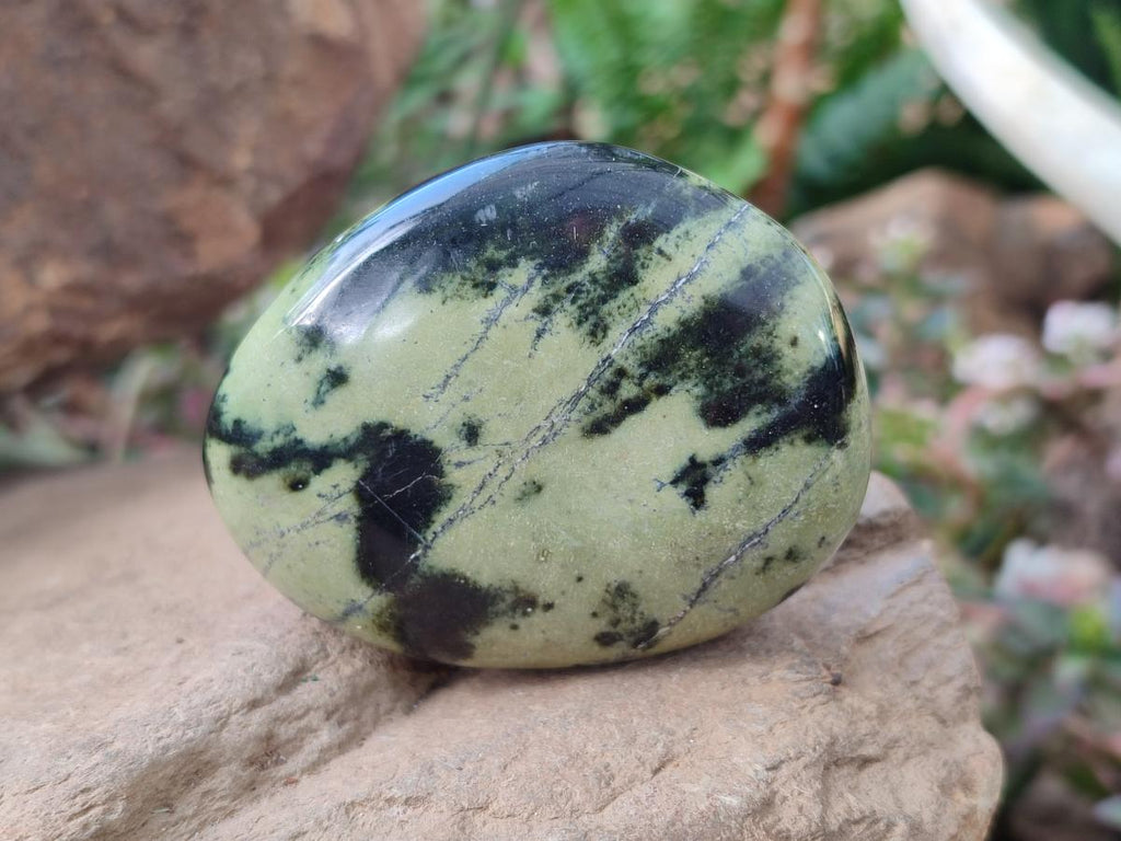 Polished Leopard Stone Free Forms x 9 From Zimbabwe - Toprock Gemstones and Minerals 