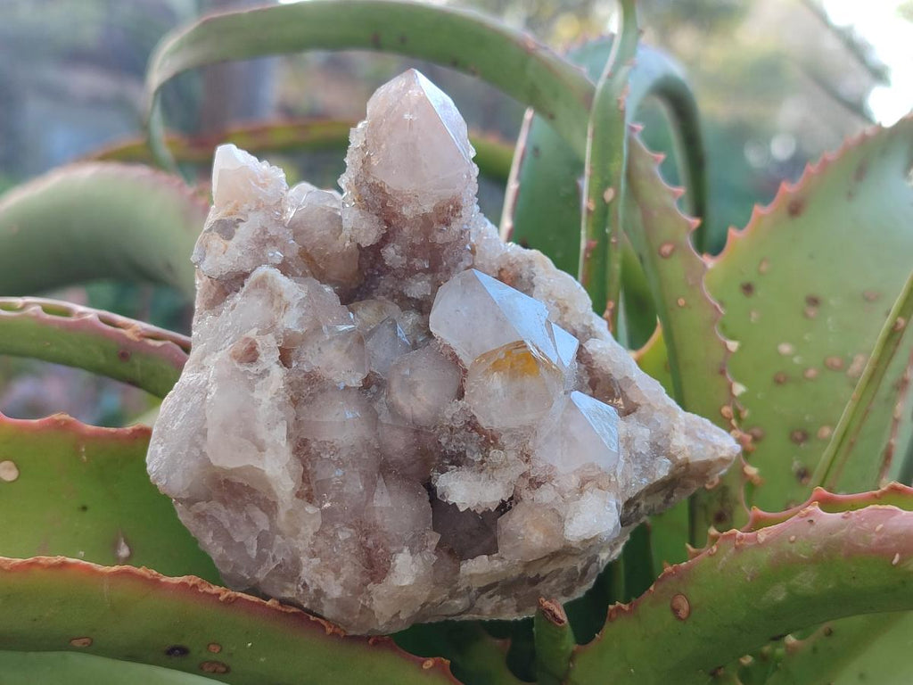Natural Limonite Fairy Spirit Quartz Clusters with Inclusions  x 4 From Boekenhouthoek, South Africa - Toprock Gemstones and Minerals 
