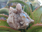 Natural Limonite Fairy Spirit Quartz Clusters with Inclusions  x 4 From Boekenhouthoek, South Africa - Toprock Gemstones and Minerals 
