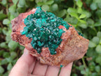Natural Cabinet Dioptase on Dolomite Specimens x 2 From Likasi, Congo - Toprock Gemstones and Minerals 