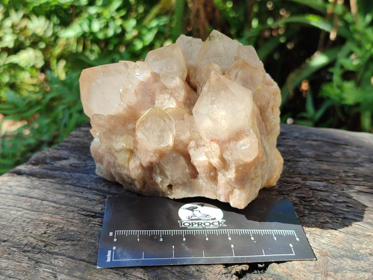 Natural Smokey Phantom Quartz Clusters x 2 From Luena, Congo - Toprock Gemstones and Minerals 