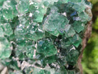 Natural Dark Green and Purple Cubic Fluorite Specimens x 2 From Erongo, Namibia - Toprock Gemstones and Minerals 