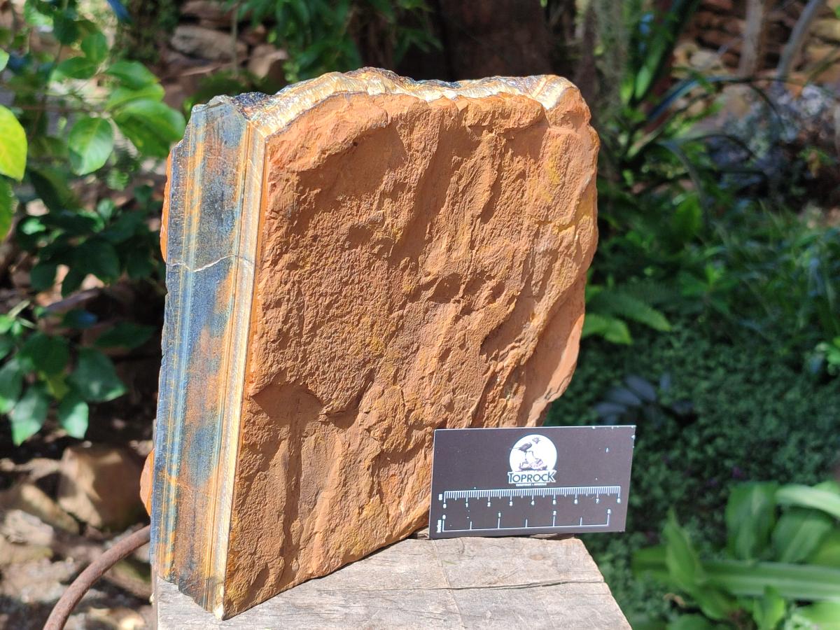 Natural XL Golden Blue Tigers Eye Slab x 1 From Prieska, South Africa - Toprock Gemstones and Minerals 