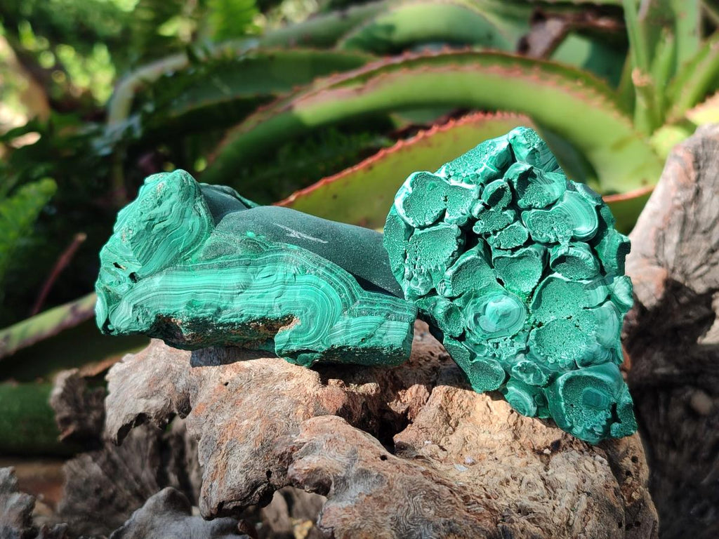 Natural Botryoidal Malachite Specimens x 6 From Congo - Toprock Gemstones and Minerals 