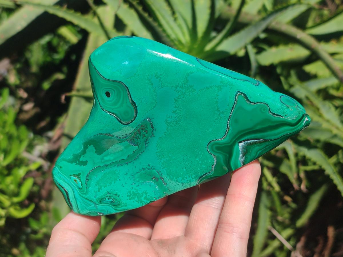 Polished Flower Banded Malachite Free Forms x 2 From Congo - Toprock Gemstones and Minerals 