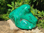 Polished Flower Banded Malachite Free Forms x 2 From Congo - Toprock Gemstones and Minerals 