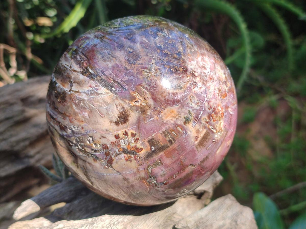 Polished Red Podocarpus Petrified Wood Spheres x 2 From Mahajanga, Madagascar - Toprock Gemstones and Minerals 