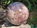 Polished Red Podocarpus Petrified Wood Spheres x 2 From Mahajanga, Madagascar - Toprock Gemstones and Minerals 