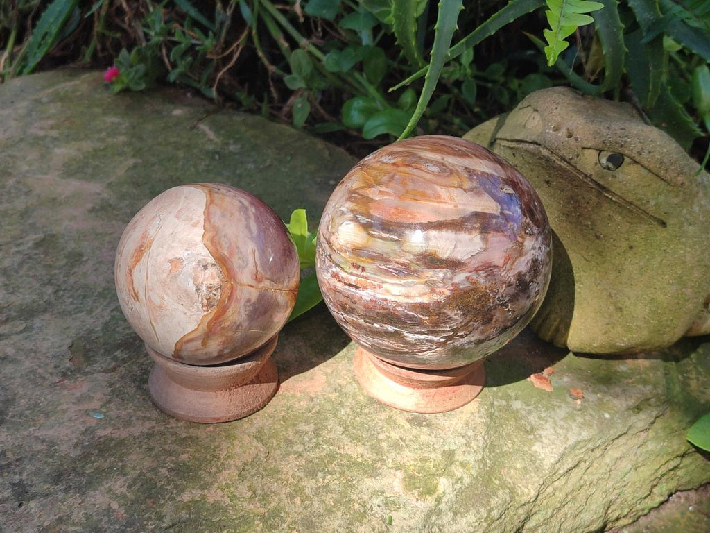 Polished Red Podocarpus Petrified Wood Spheres x 2 From Mahajanga, Madagascar - Toprock Gemstones and Minerals 