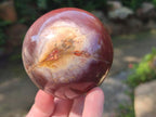 Polished Red Podocarpus Petrified Wood Spheres x 2 From Mahajanga, Madagascar - Toprock Gemstones and Minerals 