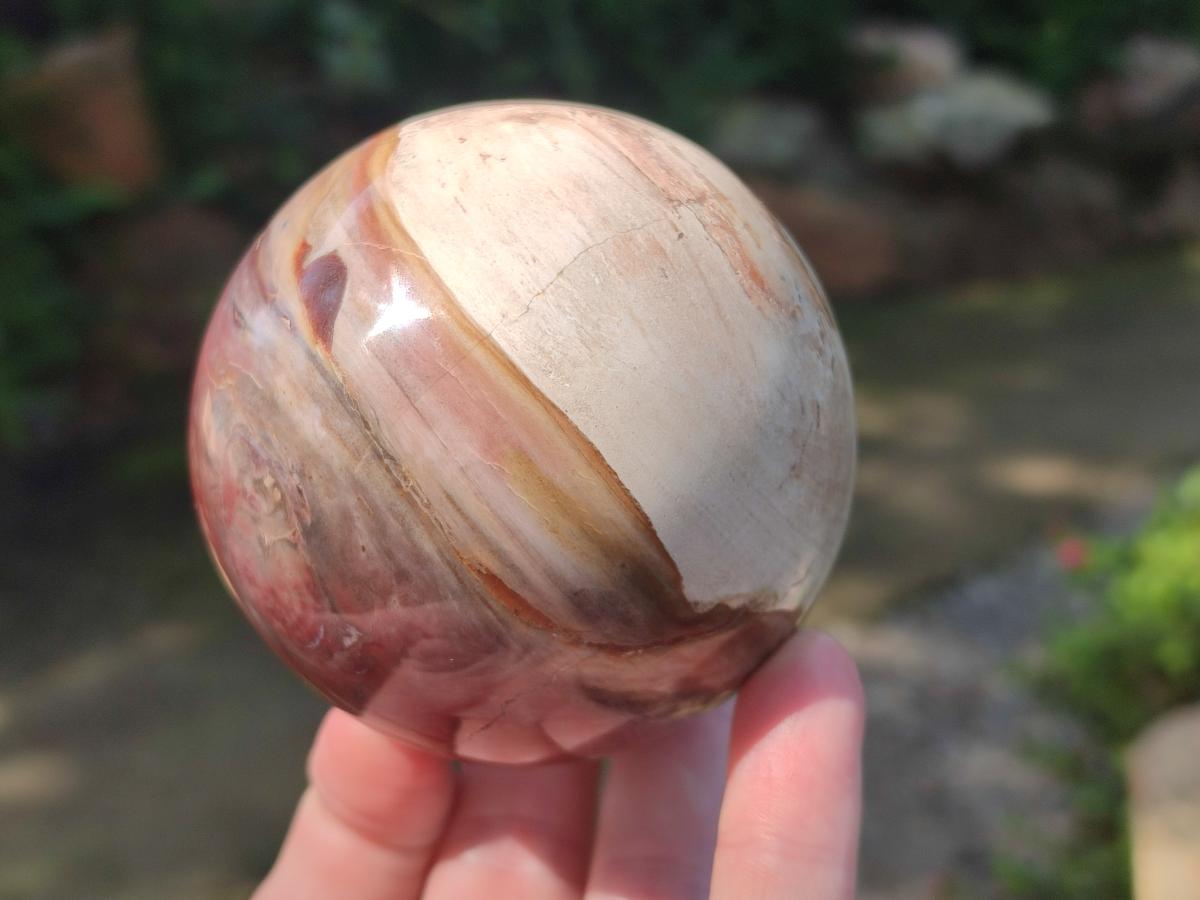 Polished Red Podocarpus Petrified Wood Spheres x 2 From Mahajanga, Madagascar - Toprock Gemstones and Minerals 