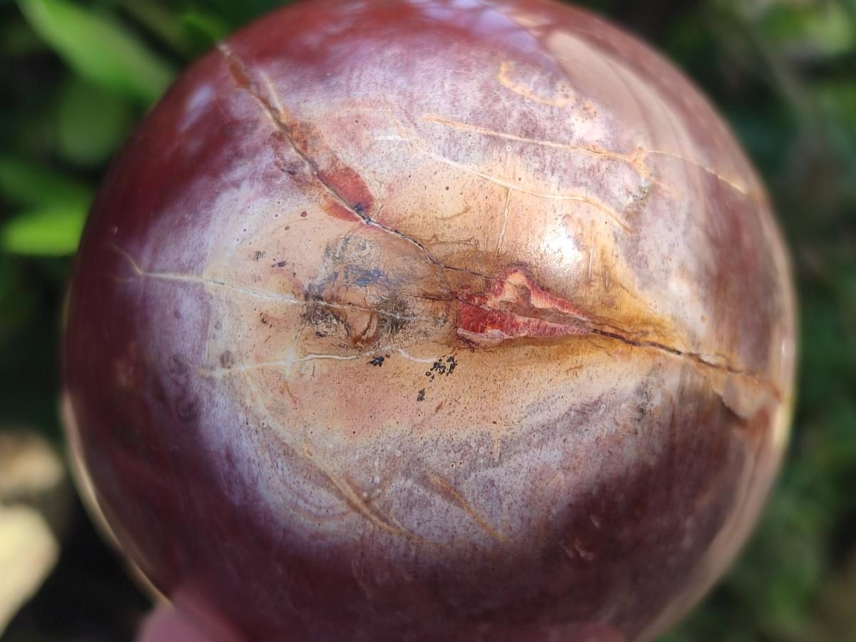 Polished Red Podocarpus Petrified Wood Spheres x 2 From Mahajanga, Madagascar - Toprock Gemstones and Minerals 