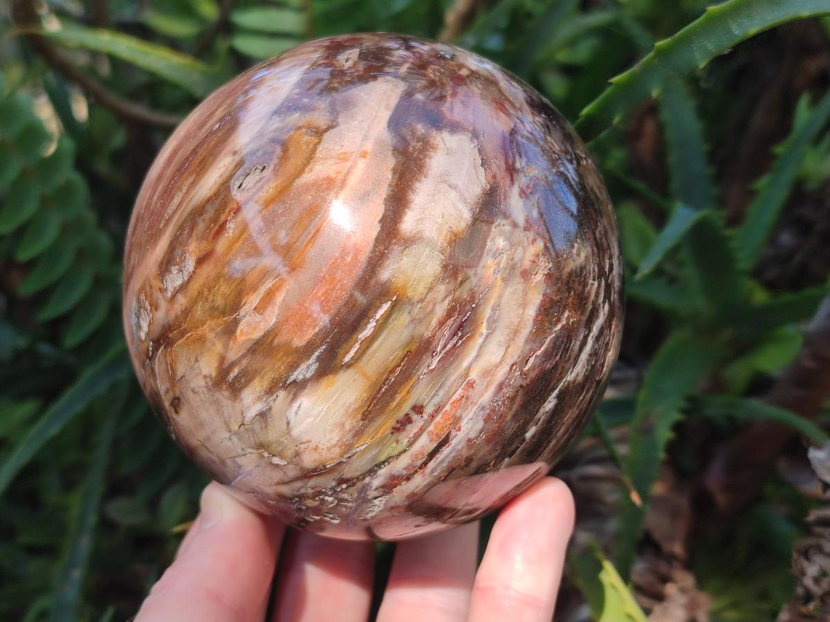 Polished Red Podocarpus Petrified Wood Spheres x 2 From Mahajanga, Madagascar