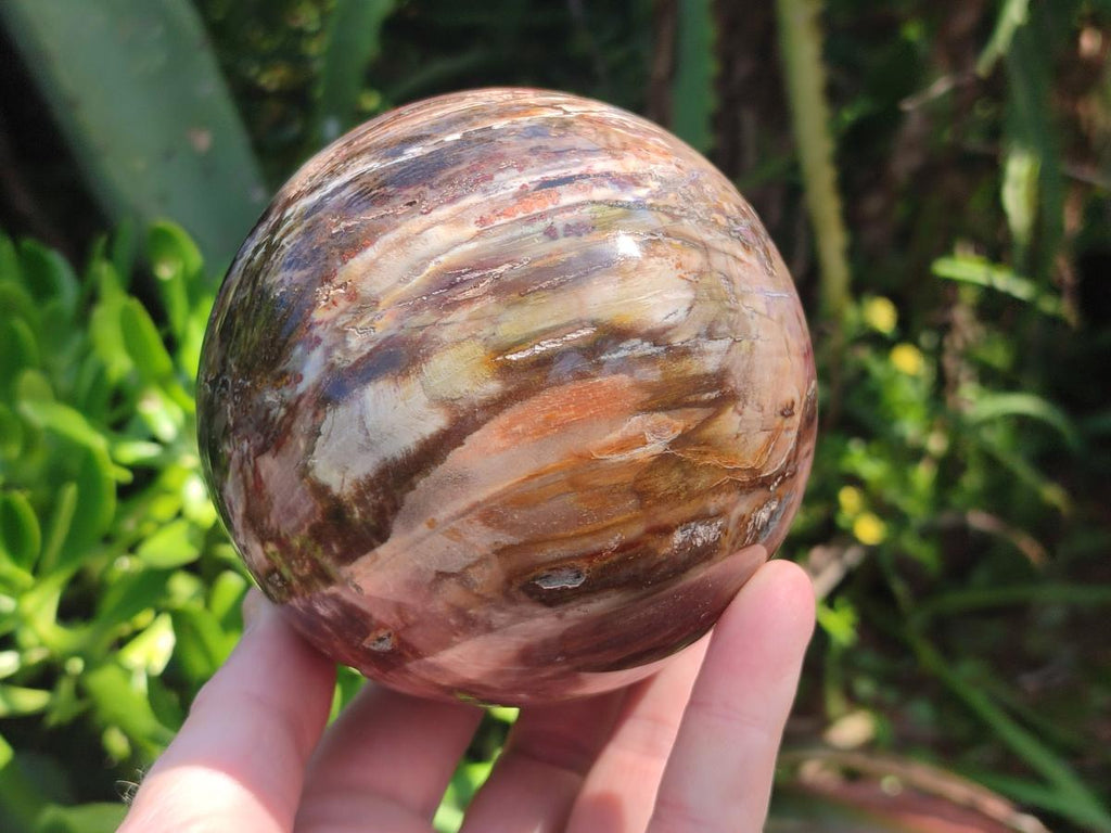 Polished Red Podocarpus Petrified Wood Spheres x 2 From Mahajanga, Madagascar - Toprock Gemstones and Minerals 