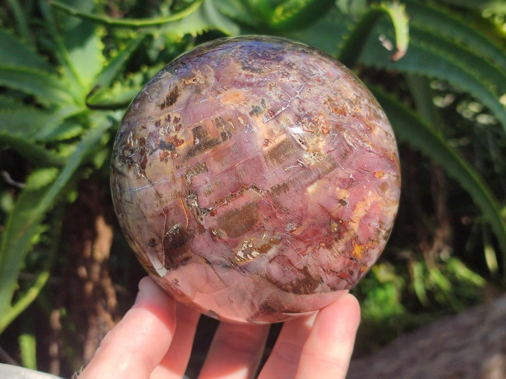 Polished Red Podocarpus Petrified Wood Spheres x 2 From Mahajanga, Madagascar - Toprock Gemstones and Minerals 