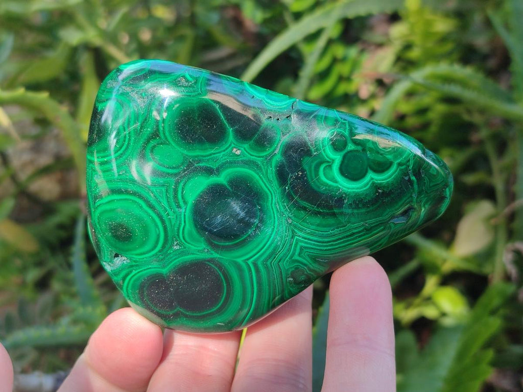Polished Flower Banded Malachite Free Forms x 6 From Congo - Toprock Gemstones and Minerals 