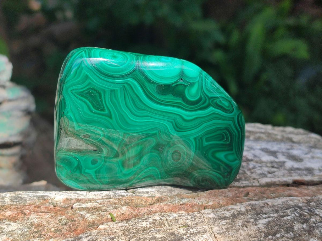 Polished Flower Banded Malachite Free Forms x 6 From Congo - Toprock Gemstones and Minerals 