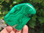 Polished Flower Banded Malachite Free Forms x 6 From Congo - Toprock Gemstones and Minerals 