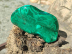 Polished Flower Banded Malachite Free Forms x 6 From Congo - Toprock Gemstones and Minerals 