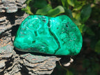 Polished Flower Banded Malachite Free Forms x 6 From Congo - Toprock Gemstones and Minerals 