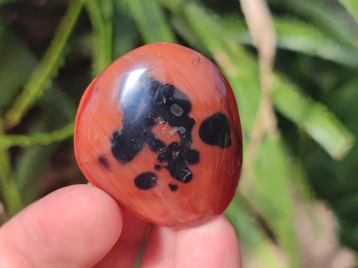 Polished Small Carnelian Agate Gemstone Galets x 49 From Madagascar - Toprock Gemstones and Minerals 