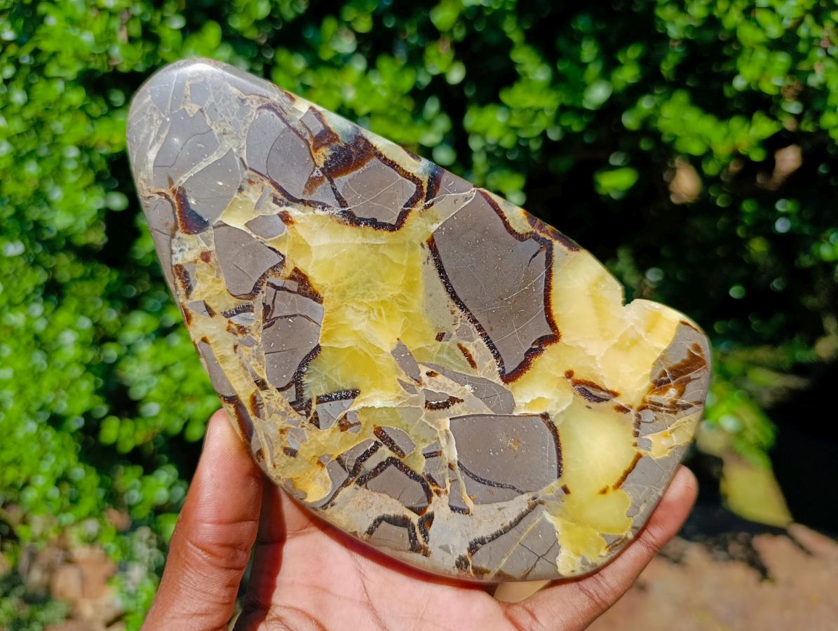 Polished Septerye Slices x 4 From Mahajanga, Madagascar