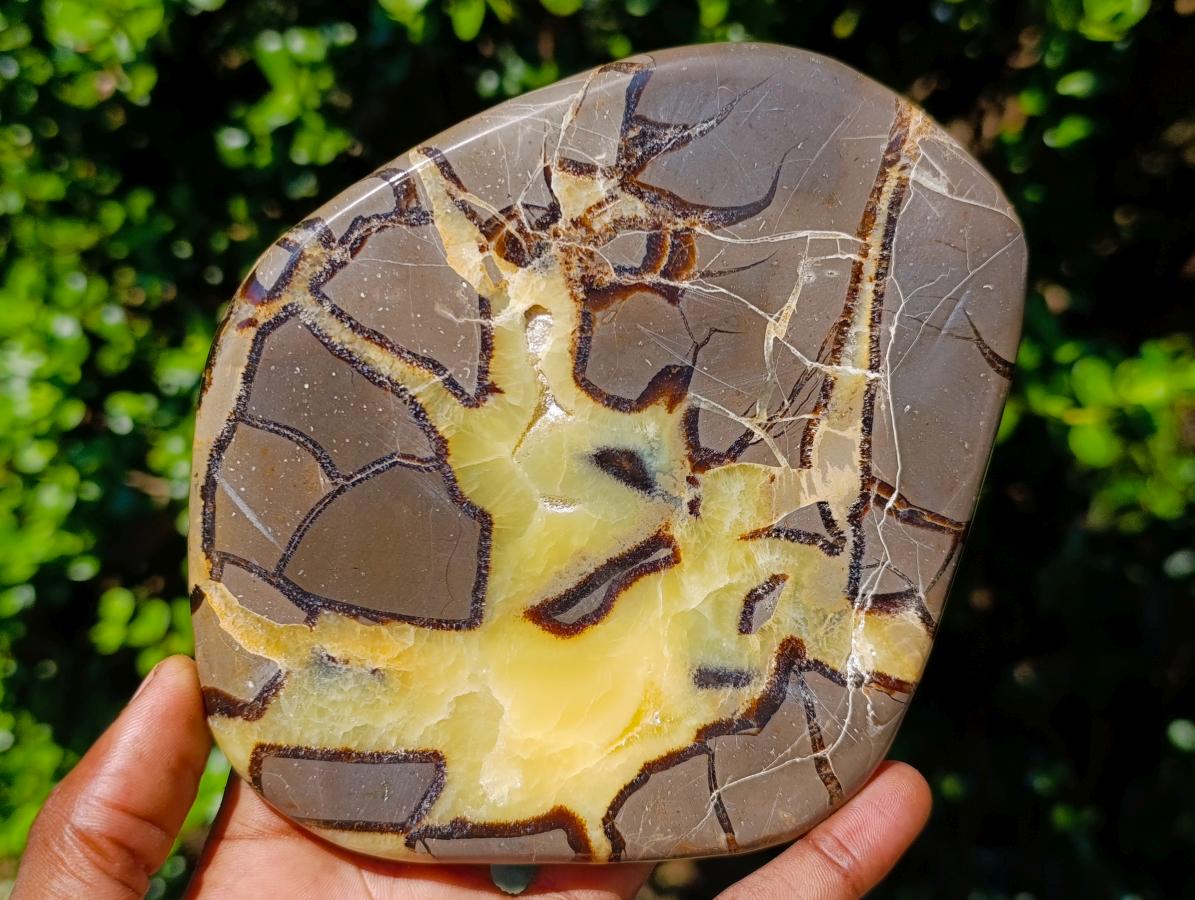 Polished Septerye Slices x 4 From Mahajanga, Madagascar - Toprock Gemstones and Minerals 