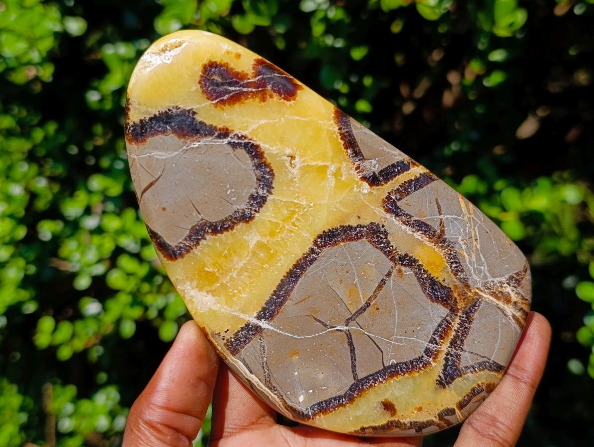 Polished Septerye Slices x 4 From Mahajanga, Madagascar - Toprock Gemstones and Minerals 