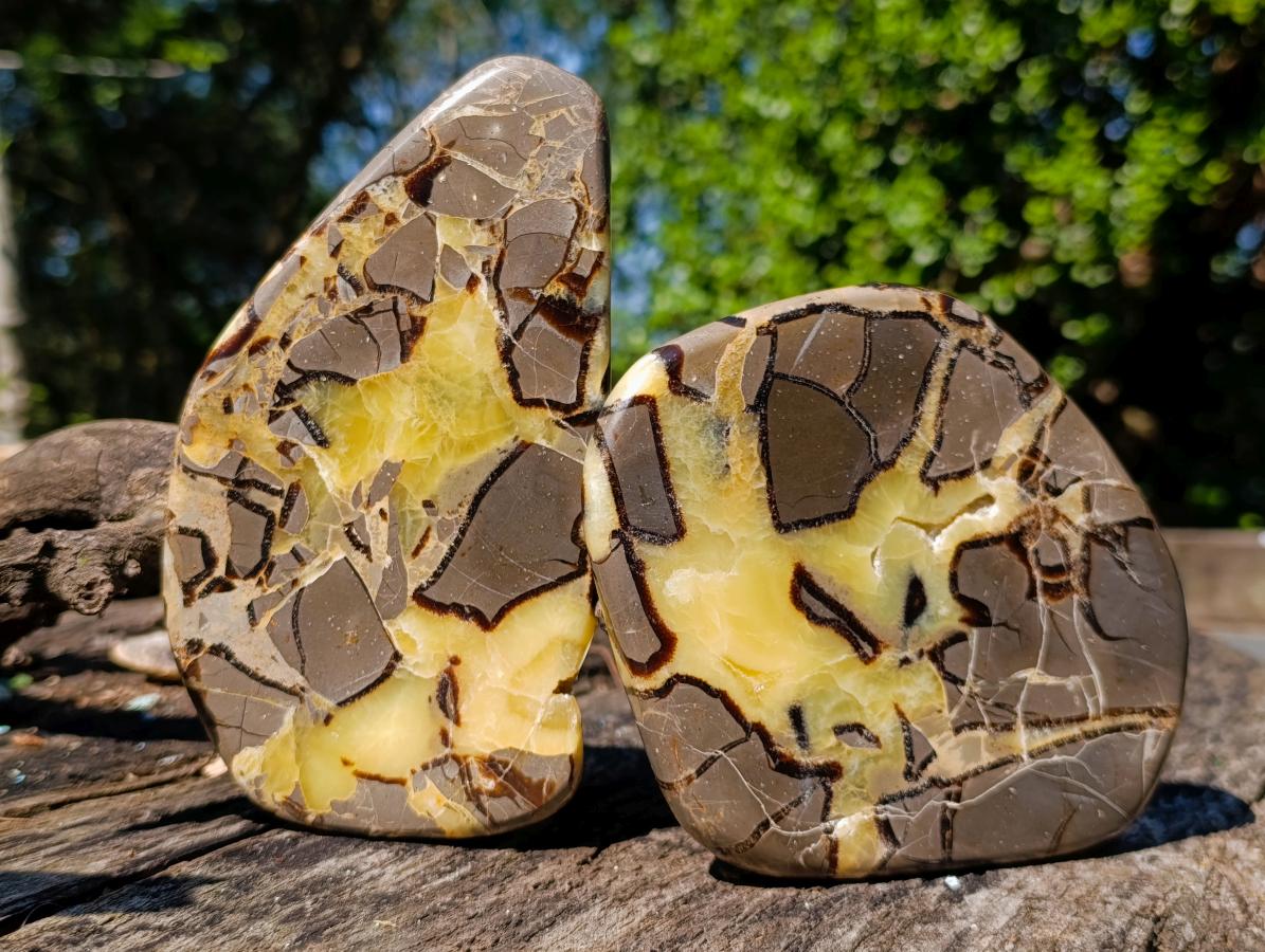 Polished Septerye Slices x 4 From Mahajanga, Madagascar - Toprock Gemstones and Minerals 