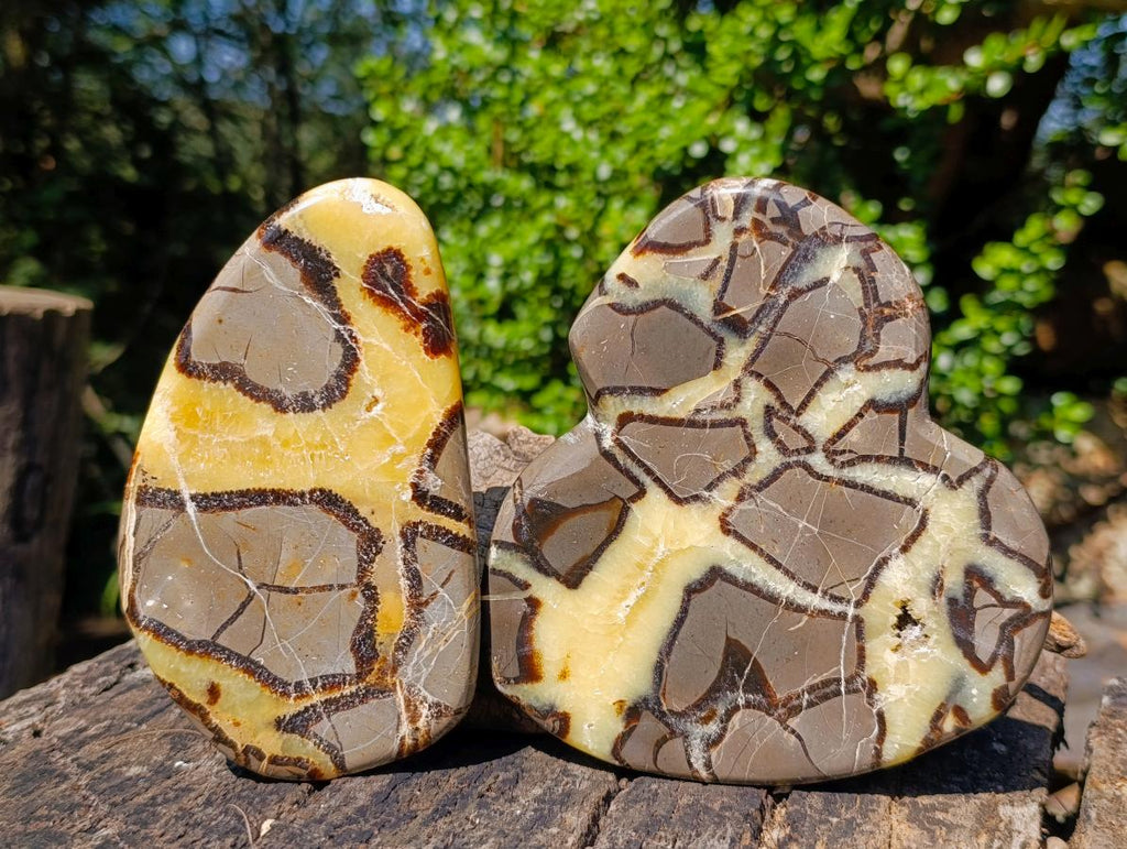 Polished Septerye Slices x 4 From Mahajanga, Madagascar - Toprock Gemstones and Minerals 