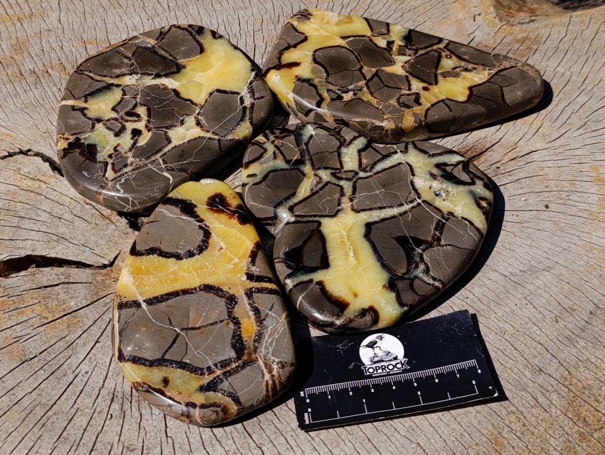 Polished Septerye Slices x 4 From Mahajanga, Madagascar - Toprock Gemstones and Minerals 