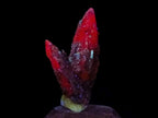 Natural Drusy Quartz Coated Spearhead Calcite Crystals x 35 From Albert's Mountain, Lesotho - Toprock Gemstones and Minerals 