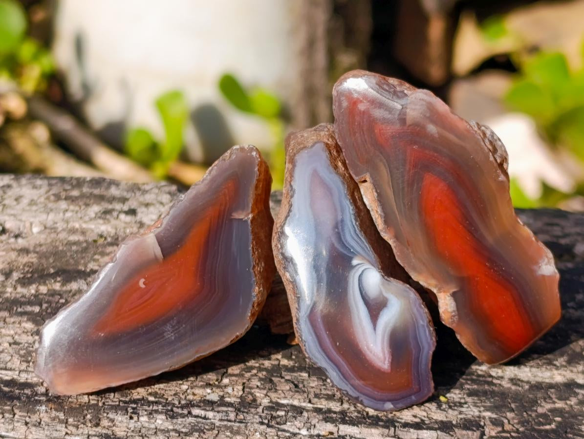 Polished One Side Red Shashe River Agate Nodules x 24 From Shashe River, Zimbabwe - Toprock Gemstones and Minerals 