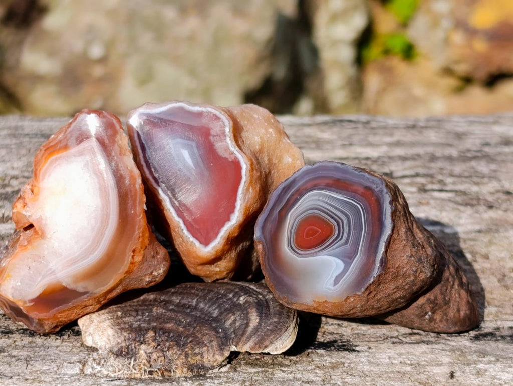 Polished One Side Red Shashe River Agate Nodules x 24 From Shashe River, Zimbabwe - Toprock Gemstones and Minerals 