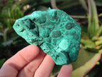 Natural Botryoidal Malachite Specimens x 6 From Congo - Toprock Gemstones and Minerals 