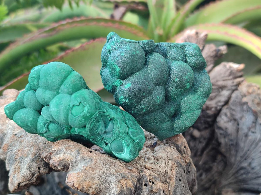 Natural Botryoidal Malachite Specimens x 6 From Congo - Toprock Gemstones and Minerals 
