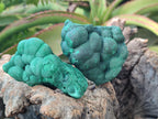 Natural Botryoidal Malachite Specimens x 6 From Congo - Toprock Gemstones and Minerals 