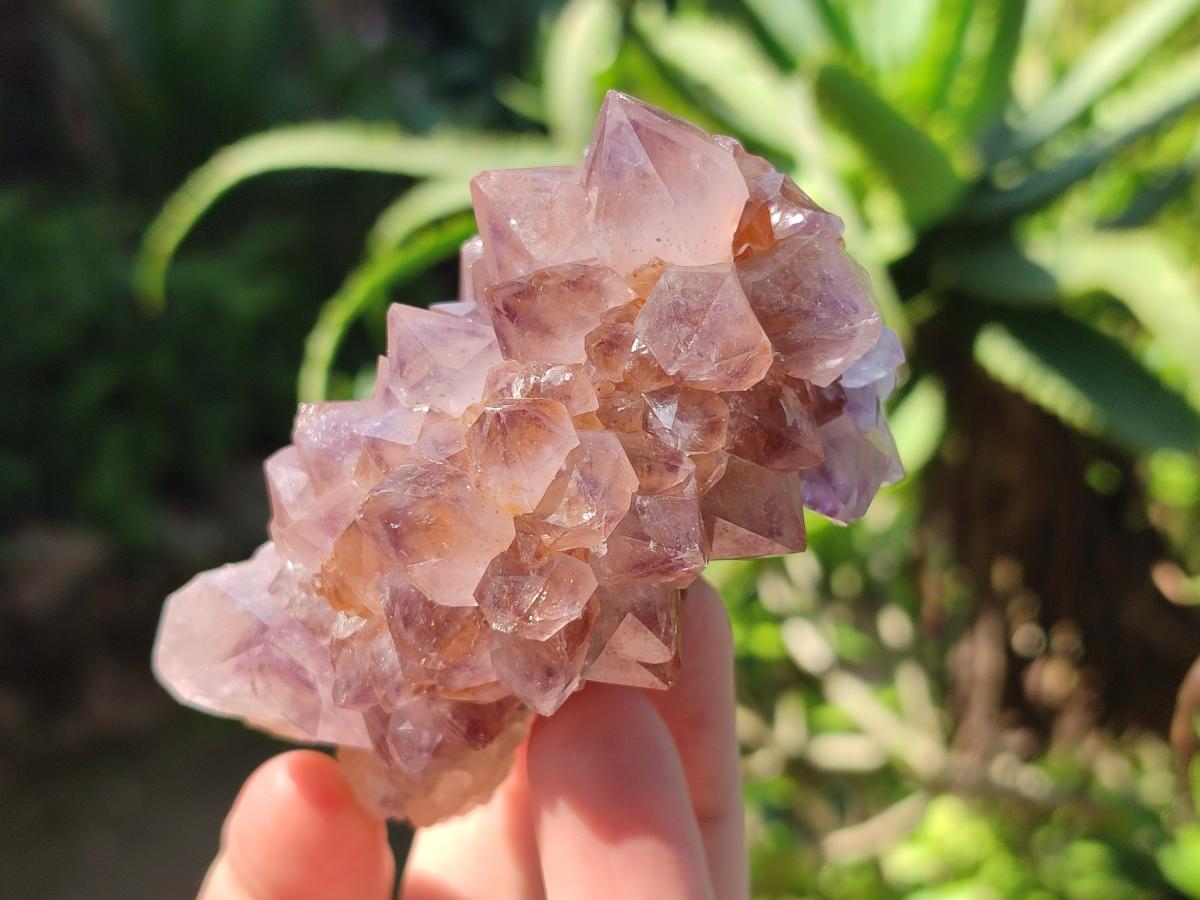 Natural Mix of Spirit Quartz Clusters x 6 From Boekenhouthoek, South Africa - Toprock Gemstones and Minerals 