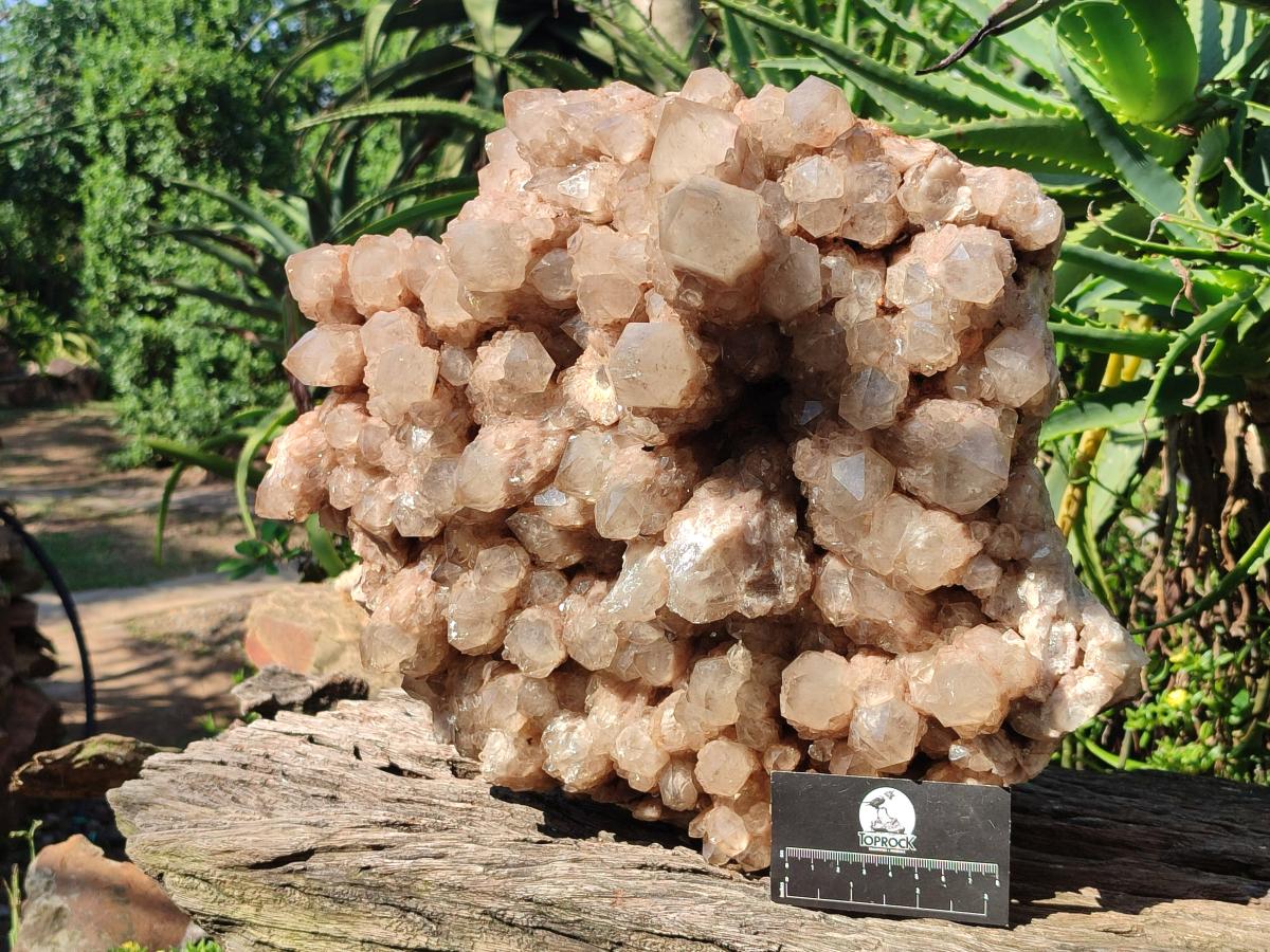 Natural XXL Cascading White Phantom Smokey Luena Quartz Cluster x 1 From Luena, Congo - Toprock Gemstones and Minerals 
